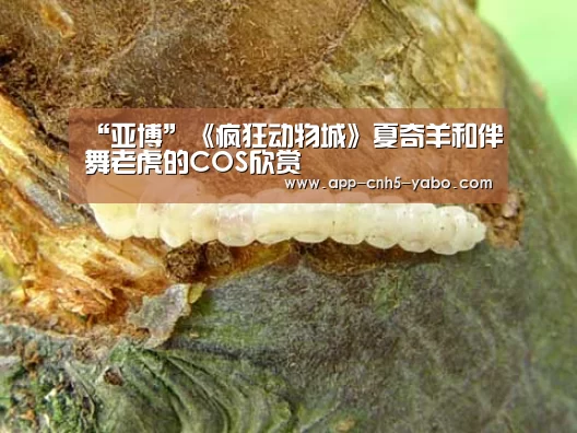 “亚博”《疯狂动物城》夏奇羊和伴舞老虎的COS欣赏(图3) 亚博官网